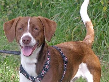 Kindo ist ein bretonischer Spanielmix und knapp 14 Monate alt. Wer kann ihm ein sch&ouml;nes Zuhause geben? Foto: Tierheim