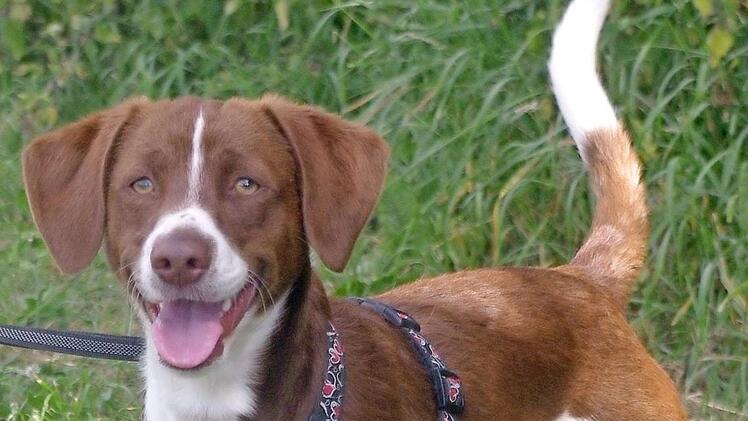 Kindo ist ein bretonischer Spanielmix und knapp 14 Monate alt. Wer kann ihm ein sch&ouml;nes Zuhause geben? Foto: Tierheim