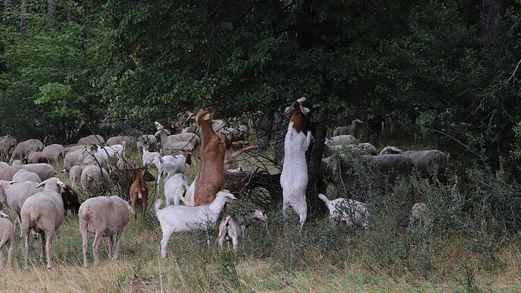 Ziegen sind neugierig und genäschig - und strengen sich ziemlich an, um an besondere Leckerbissen zu kommen.Foto: Katrin Geyer