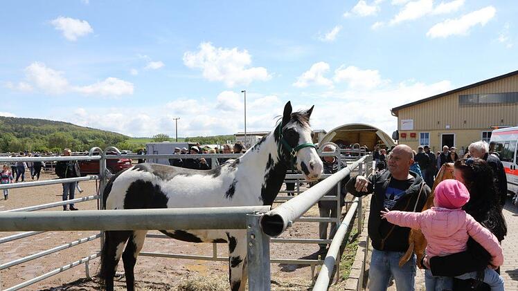 Beim Pferdemarkt in MürsbachFoto: Barbara Herbst