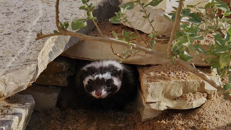 Im Freigel&auml;nde des W&uuml;stenhauses des Tiergartens N&uuml;rnberg lebt neuerdings ein P&auml;rchen nordafrikanischer Streifenwiesel. Foto: Helmut M&auml;gdefrau / Stadt N&uuml;rnberg