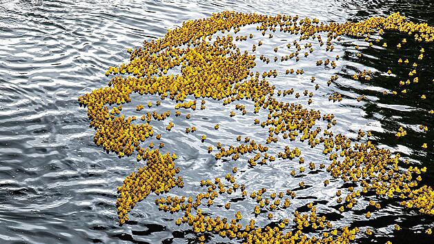 Viele gelbe Gummienten schwimmen dicht gedr&auml;ngt auf einem Fluss. Das Bild zeigt ein Entenrennen, ein besonderes Highlight zum 75-j&auml;hrigen Jubil&auml;um der Sandkerwa in Bamberg.