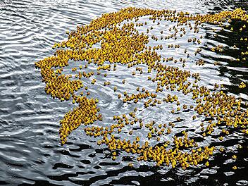 Viele gelbe Gummienten schwimmen dicht gedrängt auf einem Fluss. Das Bild zeigt ein Entenrennen, ein besonderes Highlight zum 75-jährigen Jubiläum der Sandkerwa in Bamberg.