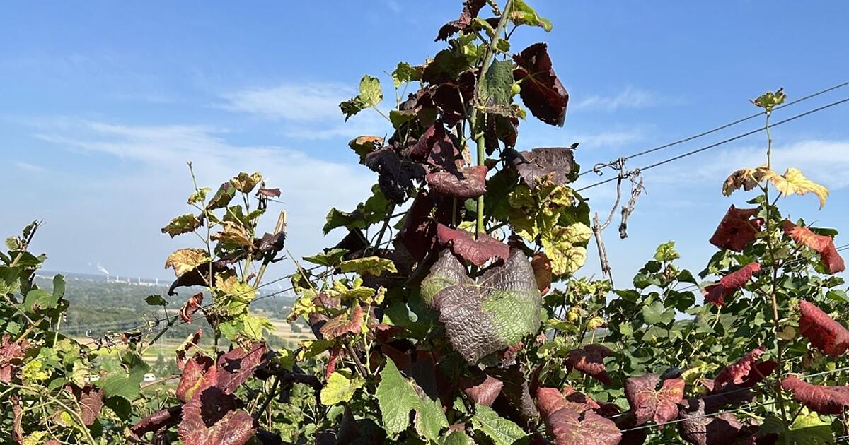 Neue-Rebkrankheit-nachgewiesen-Gefahr-schneller-Ausbreitung