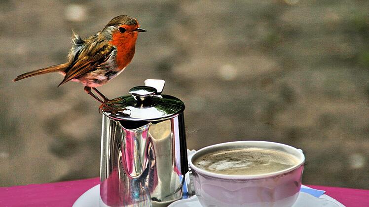 Das Rotkehlchen, Vogel des Jahres 2021, ist ein sehr zutraulicher Vogel. Nur so wurde dieser Schnappschuss in einem Café in der Rhön möglich.