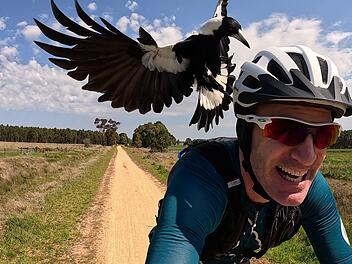 Australischer Magpie greift Radfahrer an