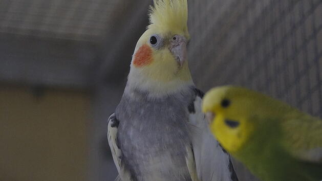 Tierheim Bamberg stellt "Tier der Woche" vor - Nymphensittich-Paar sucht Zuhause