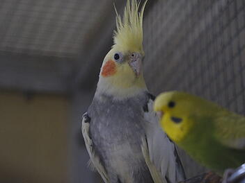 Tierheim Bamberg stellt "Tier der Woche" vor - Nymphensittich-Paar sucht Zuhause