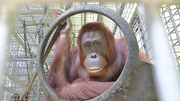 Orang-Utan Dame Kapuan war 19 Jahre in der Auffangstation, nun soll sie ausgewildert werden.