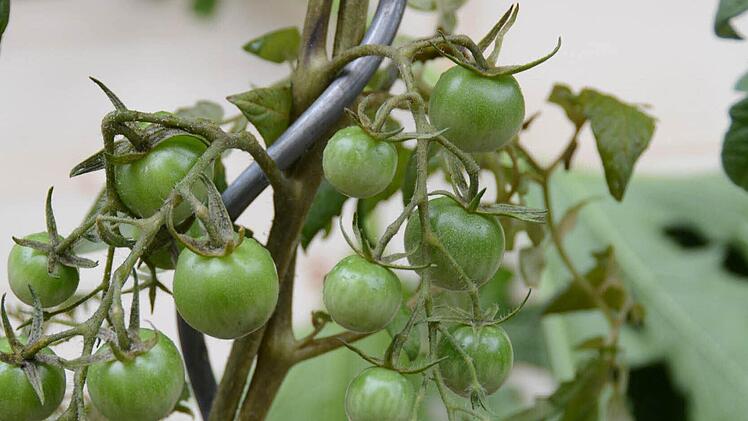 Die Tomatenpflanzen versprechen eine reiche Ernte. Foto: Dagmar Besand