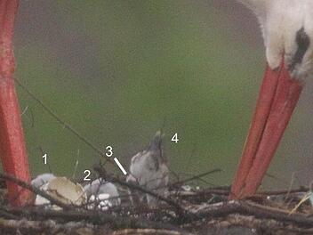Vier Jungtiere ragen aus dem Nest. Foto: Storchencam