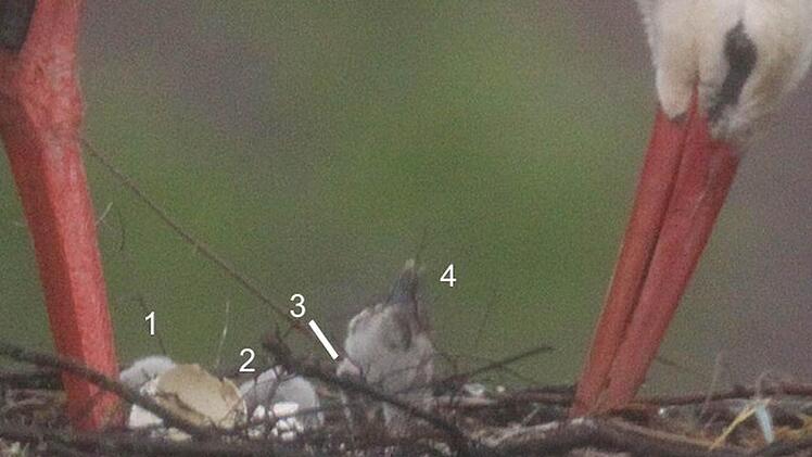 Vier Jungtiere ragen aus dem Nest. Foto: Storchencam