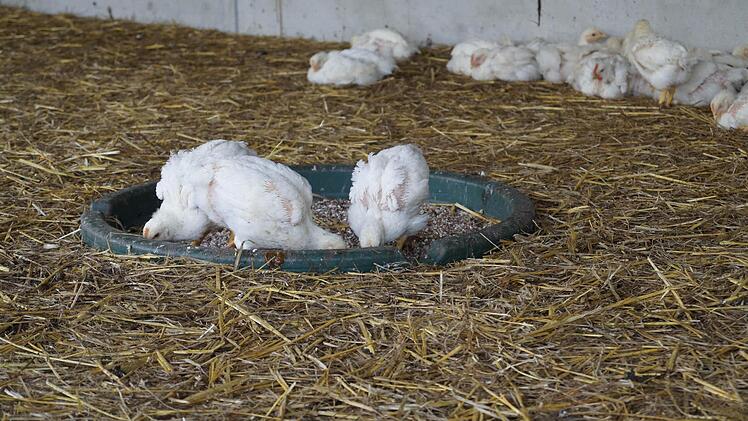 Die Bio-Hähnchen haben viel Platz im Stall. Foto: Hanna
