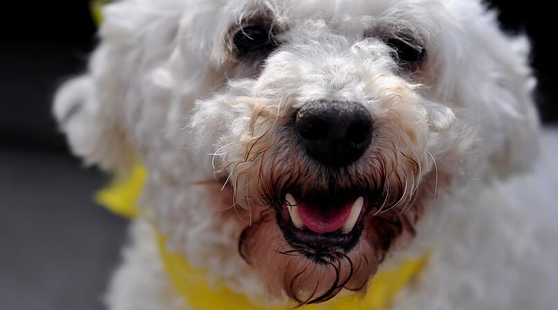 Kleiner wei&szlig;er Hund. Z&auml;hne, Gebiss, Hundebiss