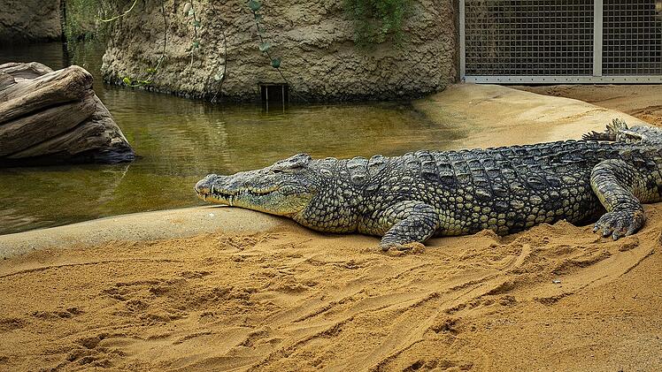 Ein seltener Anblick, im Kölner Zoo jedoch zu sehen: Philippinen-Krokodile.