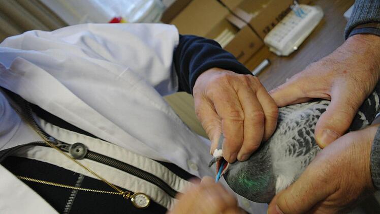 Ein Abstrich aus dem Schnabel, Foto: Stephanie Elm