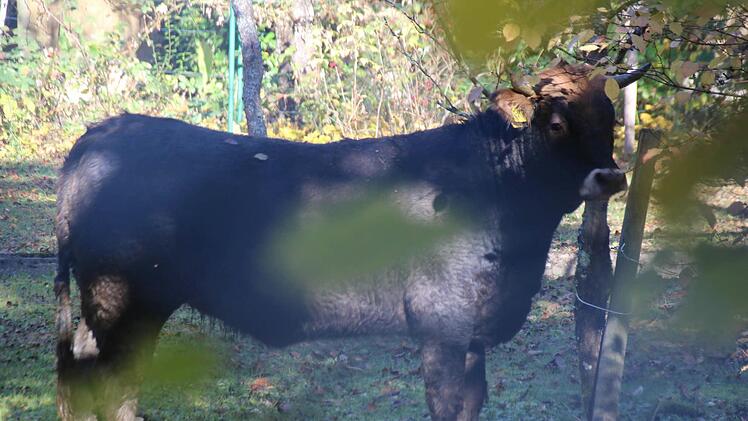 Die Kuh im Novizengarten. Foto: Heike Beudert