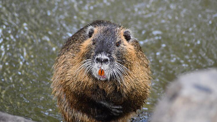 Nutria