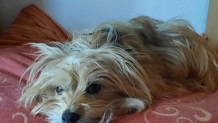 Terrier Lotta auf einem ihrer Lieblingsplätze. Sie wurde von einem Auto angefahren und starb an den Folgen. Foto: Anke Kuester (wirklicher Name der Hundebesitzer der Redaktion bekannt)