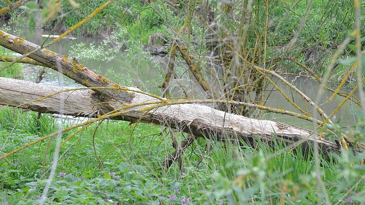 Im Altarm der Rodach steht das Wasser still. Der neu gebettete Fluss rauscht nicht weit davon vorbei. Fotos: Rainer Lutz