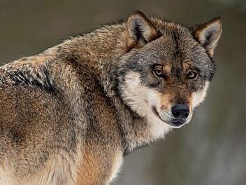 Foto: Swen Pförtner/dpa