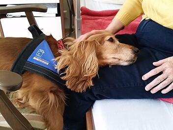 Ein Tier kann, was ein Mensch manchmal nicht vermag. Therapiehund Sunny findet einen Zugang auf einer besonderen Ebene. Foto: Heide-Marie Kessner
