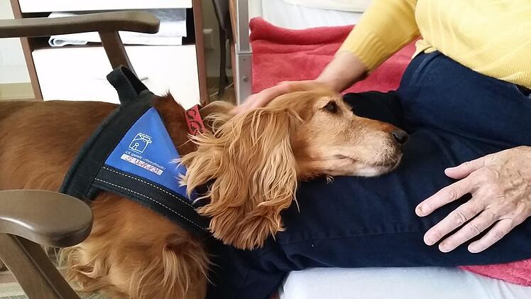 Ein Tier kann, was ein Mensch manchmal nicht vermag. Therapiehund Sunny findet einen Zugang auf einer besonderen Ebene. Foto: Heide-Marie Kessner