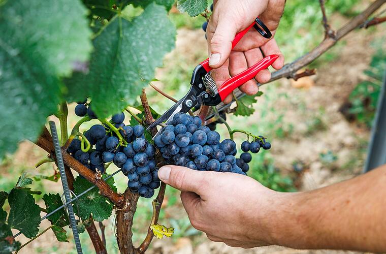 Verband: Deutscher Weinanbau steckt «in historischer Krise»