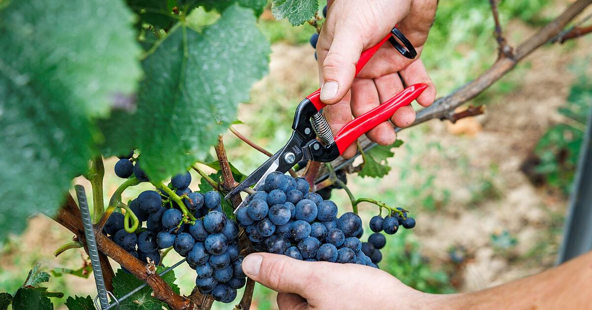 Verband-Deutscher-Weinanbau-steckt-in-historischer-Krise-