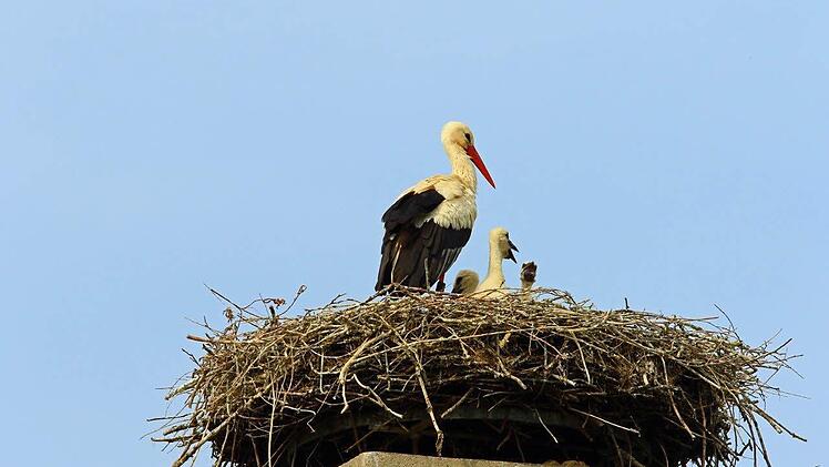 Wenn auch das Nahrungsangebot nicht so groß ist wie im vergangenen Jahr - die drei Bad Rodacher Jungstörche dürften in etwa vier Wochen ihren Horst verlassen. Foto: Hans-Peter Schönecker