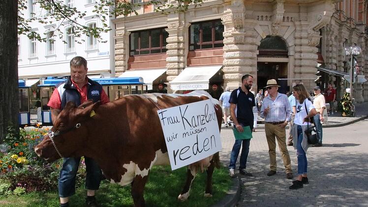 Kuh Cilly will am Freitag die Kanzlerin treffen. Landwirt Alfred Greubel aus Elfershausen führte sie schon mal zur Probe durch die Bad Kissinger Innenstadt. Foto: Ralf Ruppert