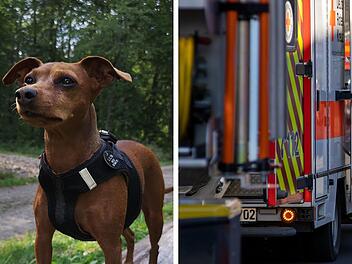 Zwergpinscher beleidigt: Rentner landet deswegen im Krankenhaus