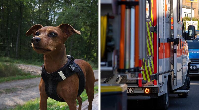 Zwergpinscher beleidigt: Rentner landet deswegen im Krankenhaus