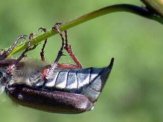 Erst die Nahaufnahme enthüllt, dass der Maikäfer ein haariges Tierchen ist. Nur in bestimmten Jahren zeigt er sich. Foto: Heinz Bußler