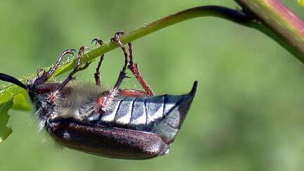 Erst die Nahaufnahme enthüllt, dass der Maikäfer ein haariges Tierchen ist. Nur in bestimmten Jahren zeigt er sich. Foto: Heinz Bußler