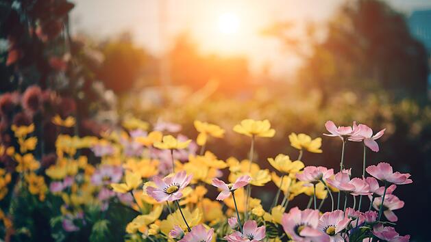 Garten-Tipps im August: Was kannst du jetzt noch aussäen?
