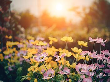 Garten-Tipps im August: Was kannst du jetzt noch aussäen?