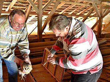 Gerold Schlosser von der AGE kontrolliert die Brutkästen, Klaus Bauer beringt die Vögel. Foto: Gabi Arnold