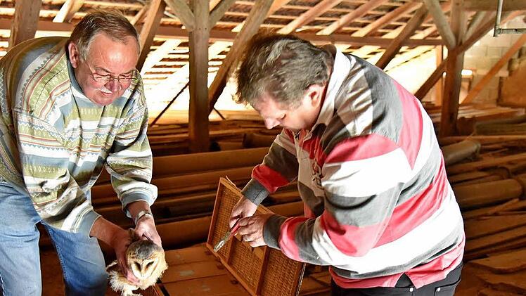 Gerold Schlosser von der AGE kontrolliert die Brutkästen, Klaus Bauer beringt die Vögel. Foto: Gabi Arnold