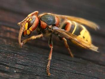 Hornissen sind größer als Bienen und haben auch einen längeren Stachel. Viele Tage sind ihnen gleichwohl nicht mehr beschieden.Karl-Josef Hildenbrand, dpa