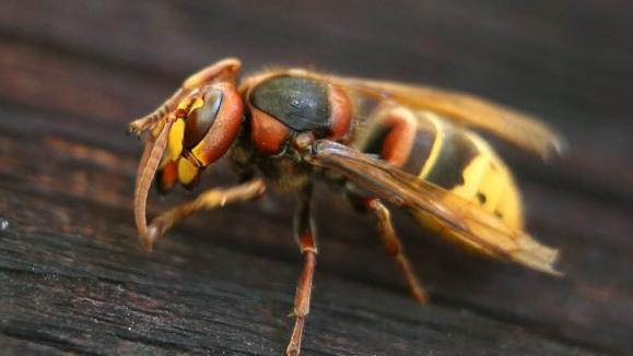 Hornissen sind größer als Bienen und haben auch einen längeren Stachel. Viele Tage sind ihnen gleichwohl nicht mehr beschieden.Karl-Josef Hildenbrand, dpa