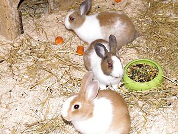 Gabi, Gerda und Gina wollen ein neues Zuhause. Foto: Tierheim