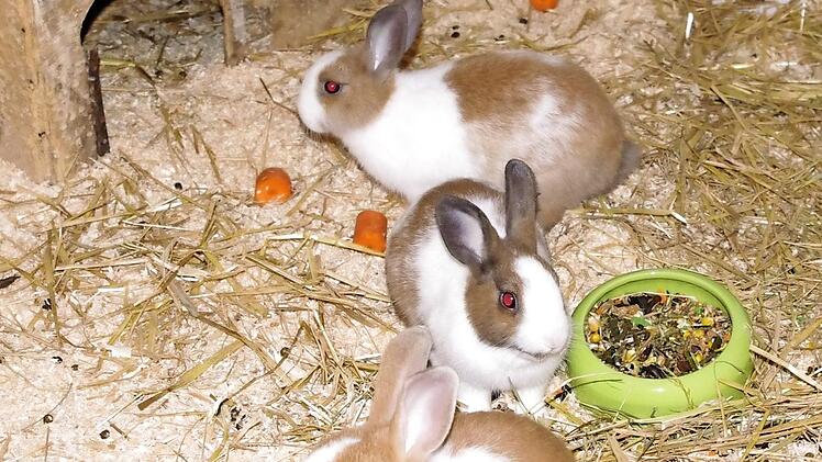 Gabi, Gerda und Gina wollen ein neues Zuhause. Foto: Tierheim