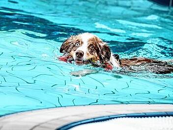 Hundeschwimmen zum Abschluss der Freibad-Saison