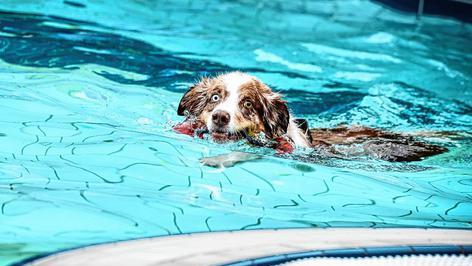 Hundeschwimmen zum Abschluss der Freibad-Saison