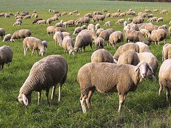 In der Nähe von München haben sich am Mittwoch dramatische Szenen auf den Gleisen einer S-Bahn-Linie abgespielt. Ein Zug erfasste Dutzende Schafe. Die Strecke war stundenlang gesperrt. Symbolbild: pixabay.com / anaterate