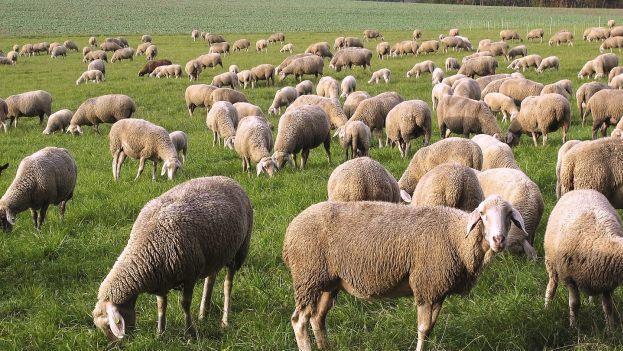 In der Nähe von München haben sich am Mittwoch dramatische Szenen auf den Gleisen einer S-Bahn-Linie abgespielt. Ein Zug erfasste Dutzende Schafe. Die Strecke war stundenlang gesperrt. Symbolbild: pixabay.com / anaterate