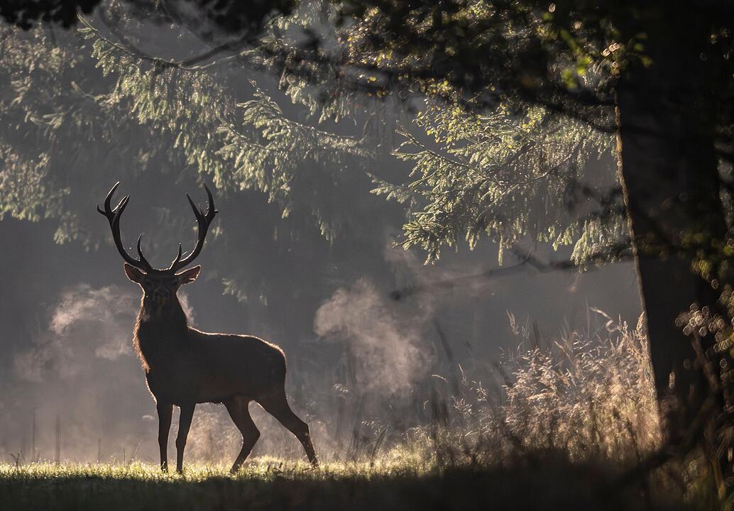 Hirsch im Wald