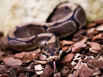 Grusel-Fund im Wald - zwei tote Pythons in Totenkopf gesteckt