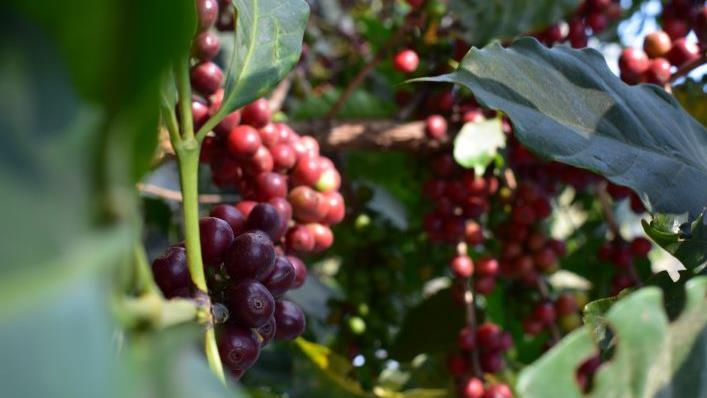 In Tansania wird für den Kaffee der Zukunft geforscht. Fotos: Erste Tegernseer Kaffeerösterei